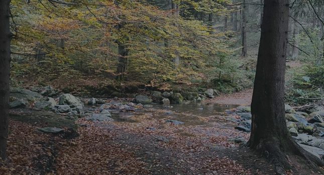 image00006 — kopia